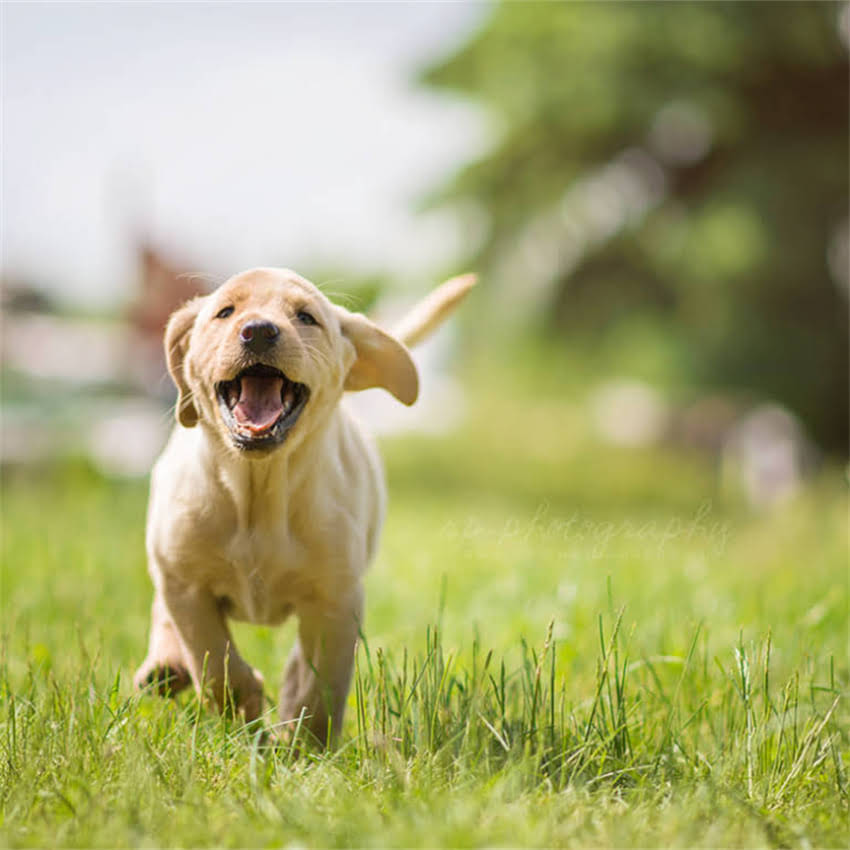 图片 博美犬纯种标准：如何辨别正宗品种及饲养要点1.jpg