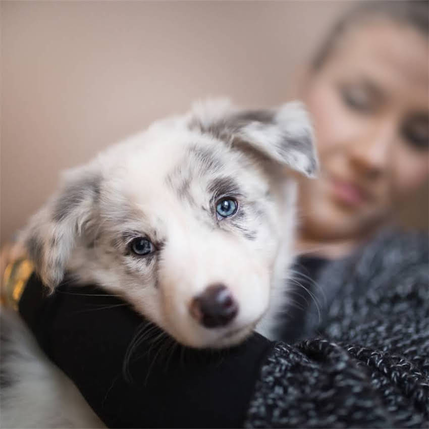 图片 博美犬纯种鉴别五大核心标准：从毛色到血统证书新手必看指南.jpg