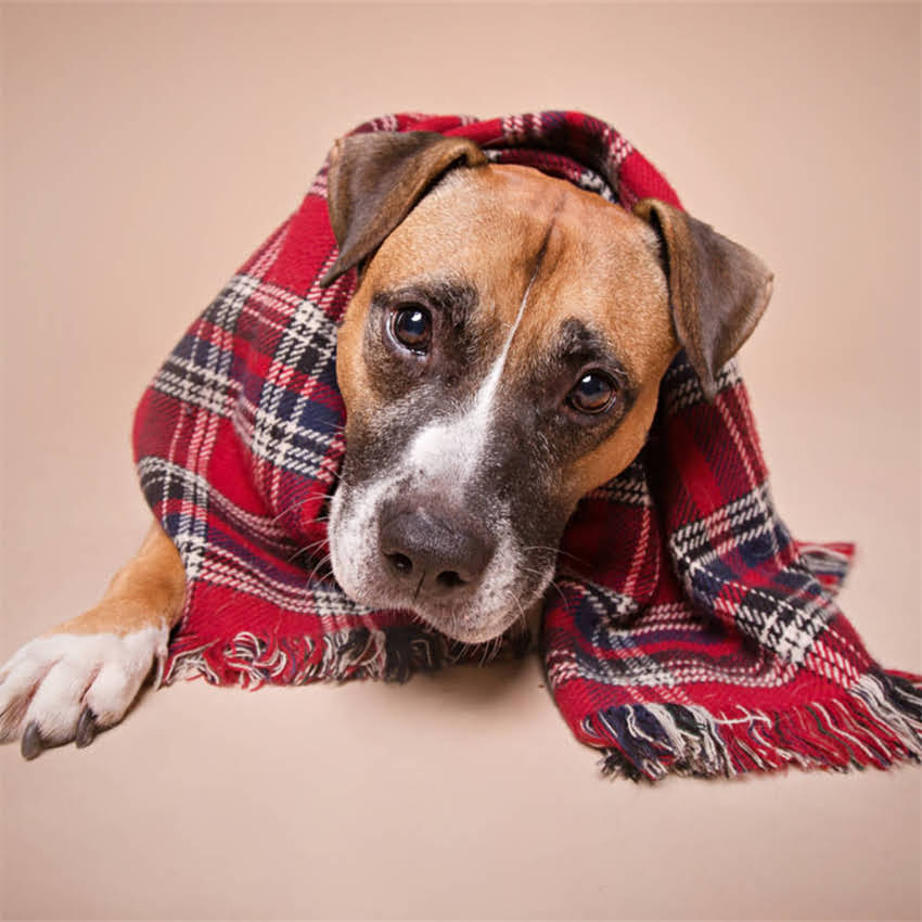 图片 博美犬纯种鉴别五大核心标准：从毛色到血统证书新手必看指南1.jpg