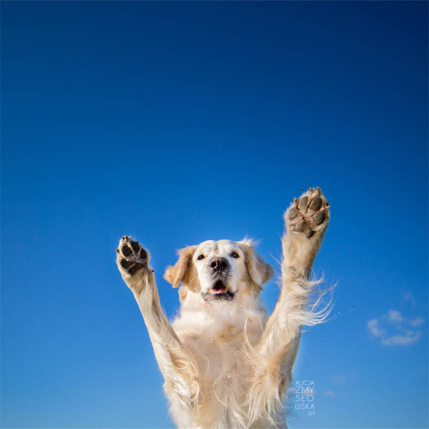 图片 博美犬耳朵有异味？3大原因+5招科学护理法，养宠必看！1.jpg