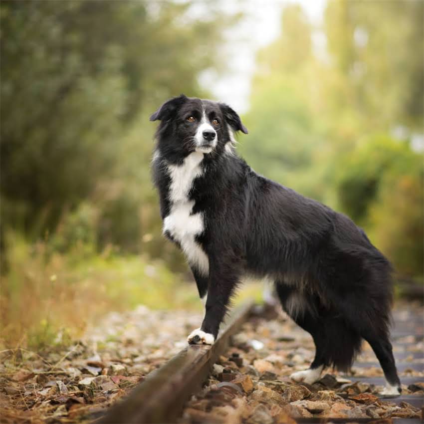 图片 博美犬能吃胡萝卜吗？这5个食用要点和禁忌你需要知道！1.jpg