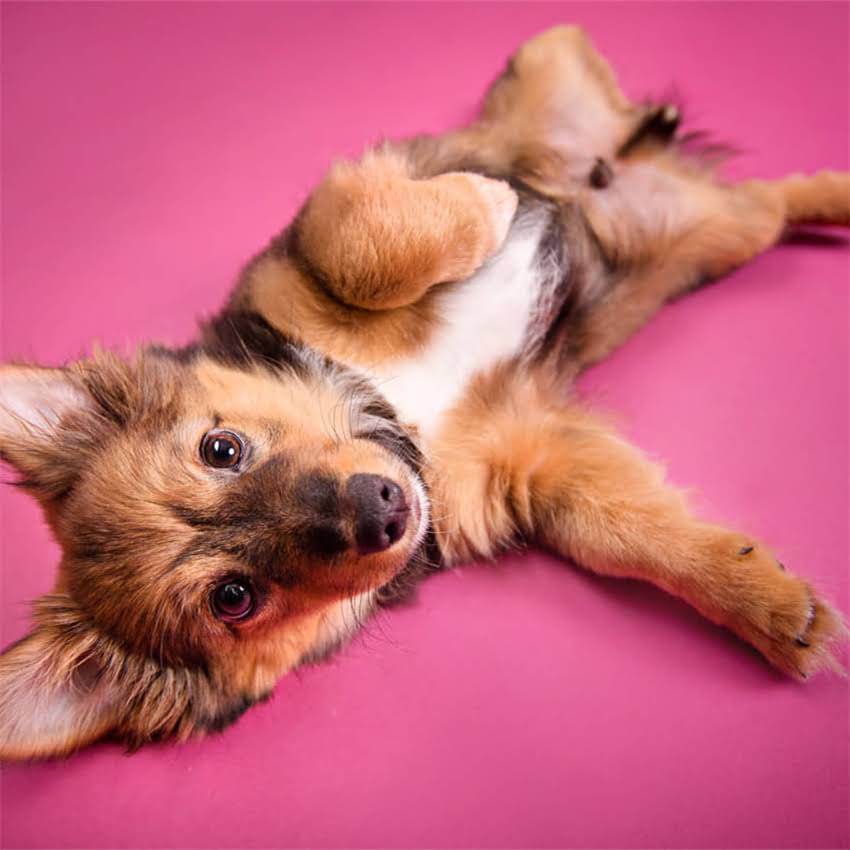 图片 博美犬能吃蔬菜吗？科学喂养指南与营养搭配全.jpg