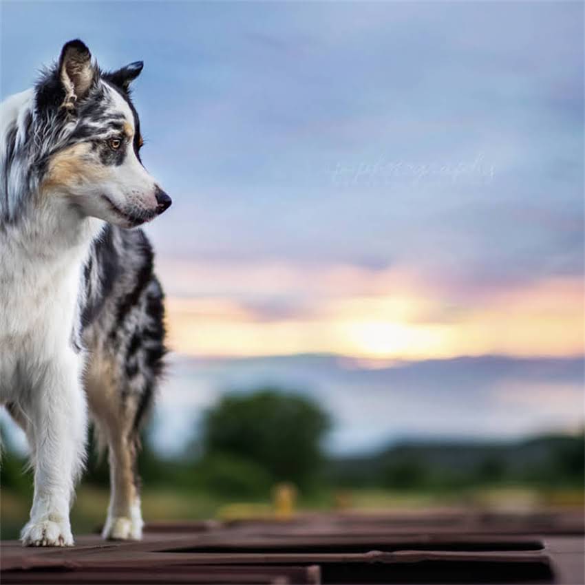 图片 博美犬能吃蔬菜吗？科学喂养指南与营养搭配全2.jpg