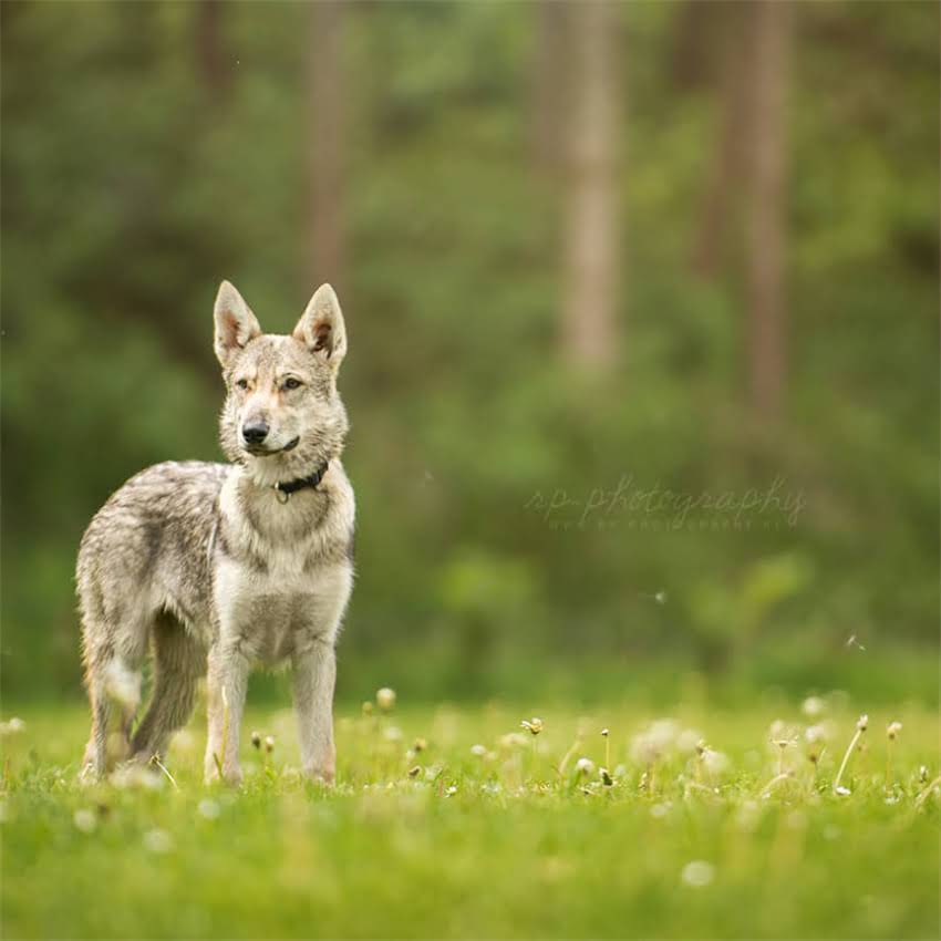 图片 博美犬脖子毛卷的养护全攻略：清洁、修剪与造型技巧（附专业护理指南）2.jpg