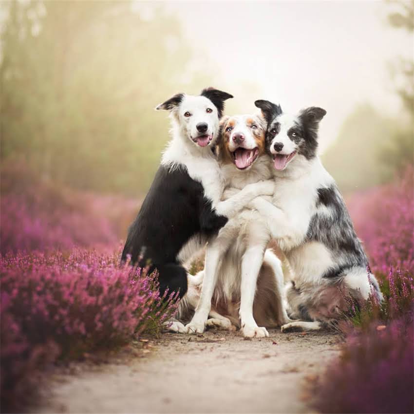 图片 博美犬腹痛症状鉴别与家庭护理指南｜肠胃炎呕吐腹泻急救方法2.jpg