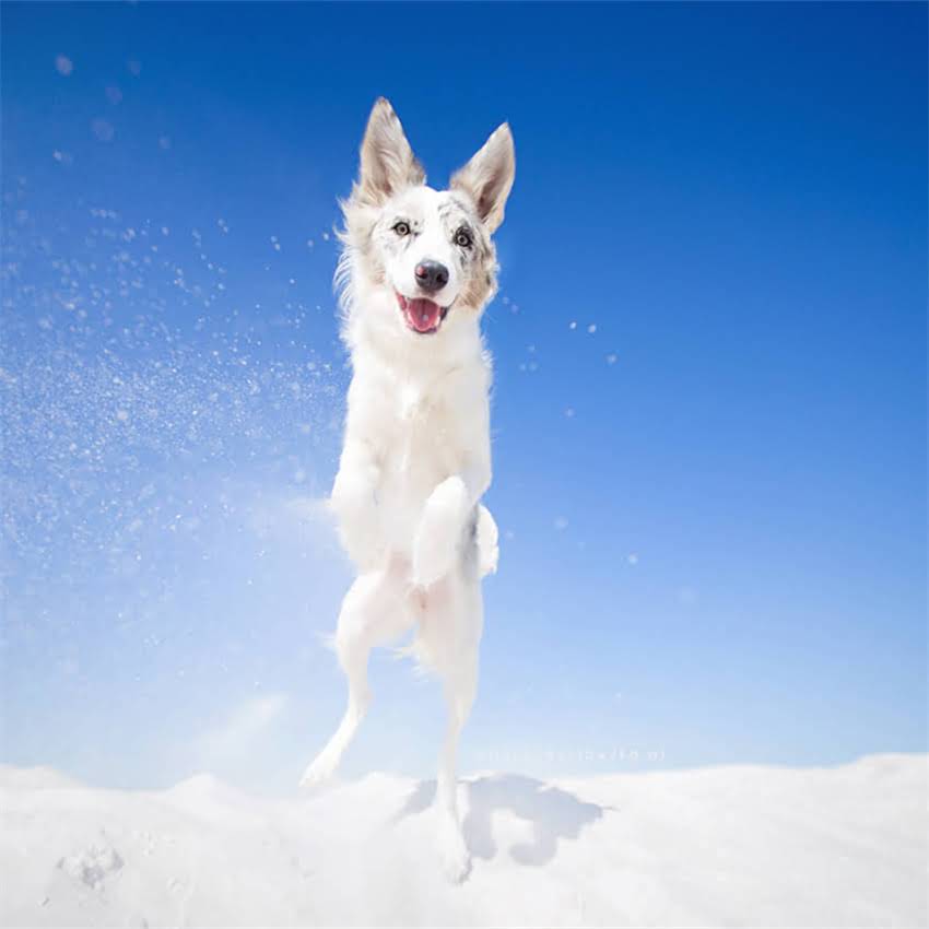 图片 博美犬腹部红斑发红怎么办？5大原因+专业护理指南2.jpg