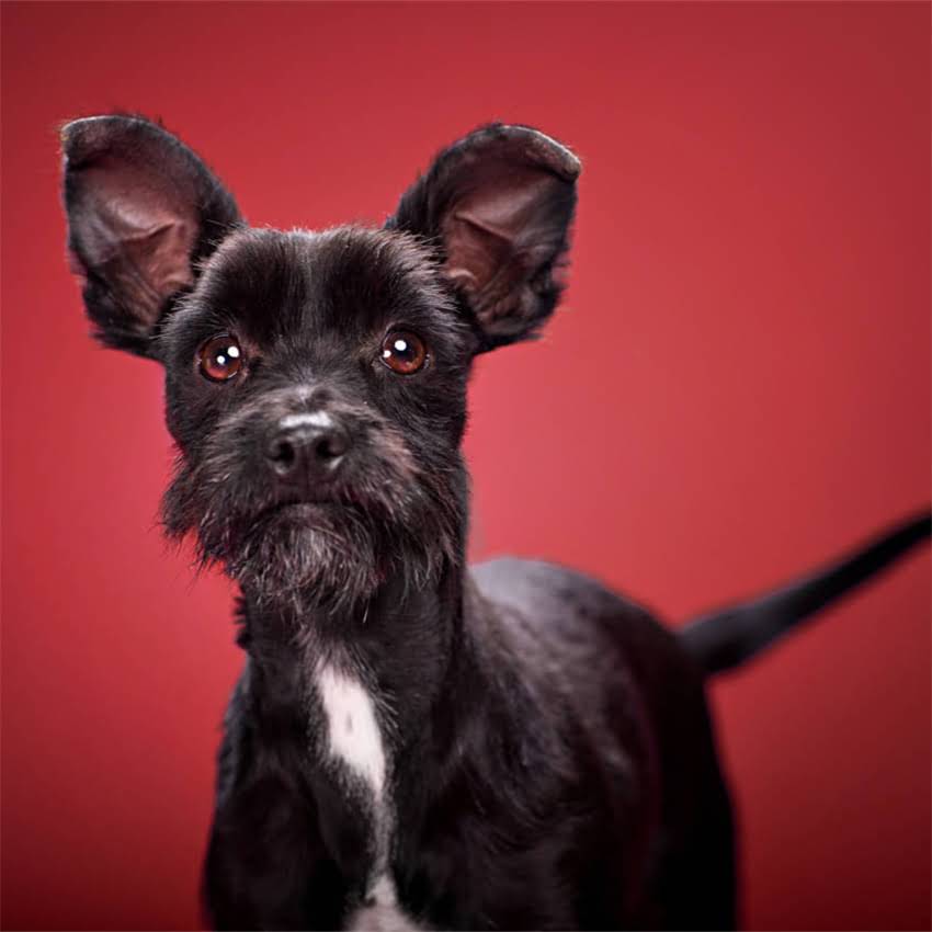 图片 博美犬误食牛奶怎么办？3步处理法+5大注意事项，养宠必看！.jpg