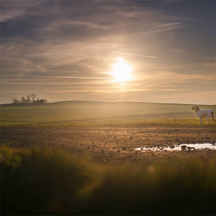 图片 博美犬误食牛奶怎么办？3步处理法+5大注意事项，养宠必看！1.jpg