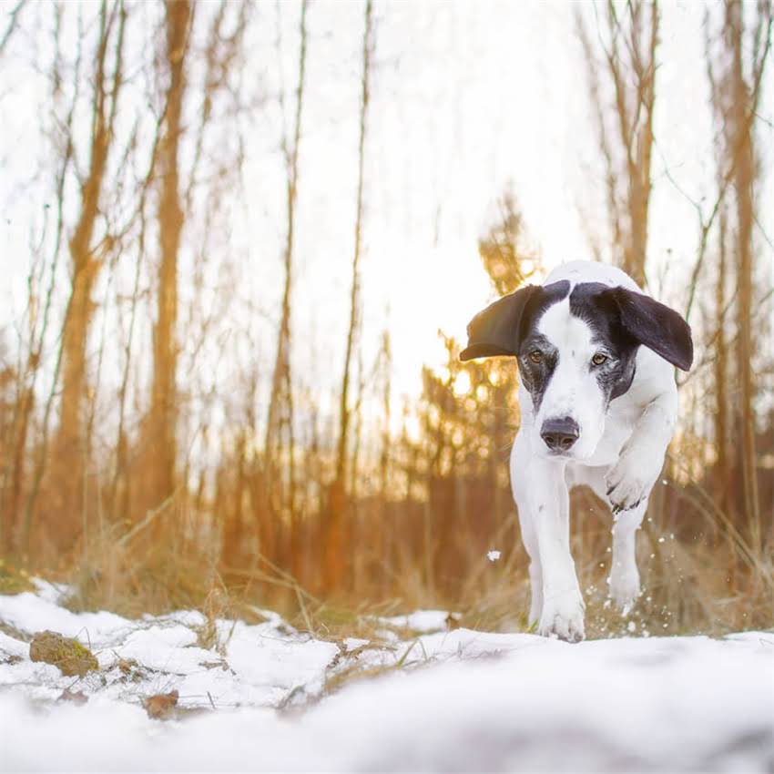 图片 博美犬误食牛奶怎么办？3步处理法+5大注意事项，养宠必看！2.jpg