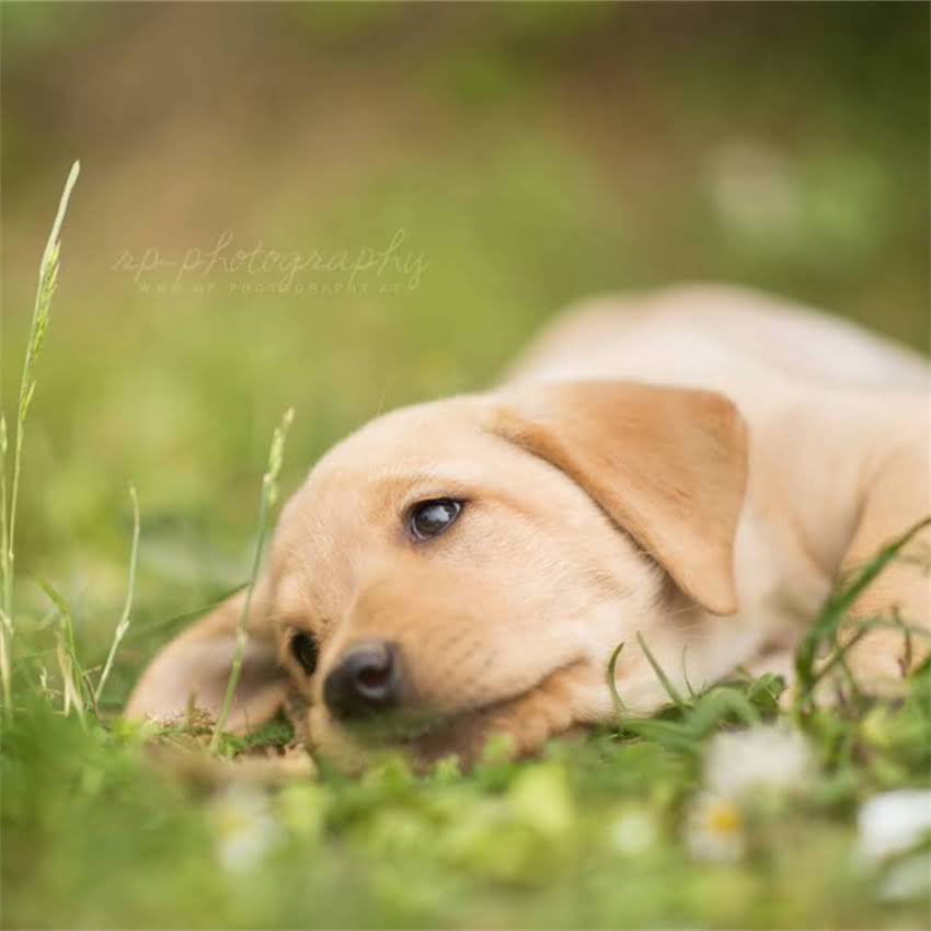 图片 博美犬误食酒精后怎么办？宠物医生详解酒精中毒处理指南.jpg