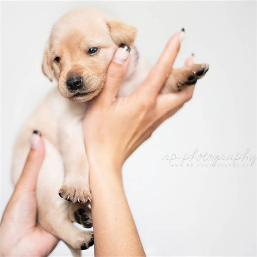 图片 博美犬误食酒精后怎么办？宠物医生详解酒精中毒处理指南1.jpg