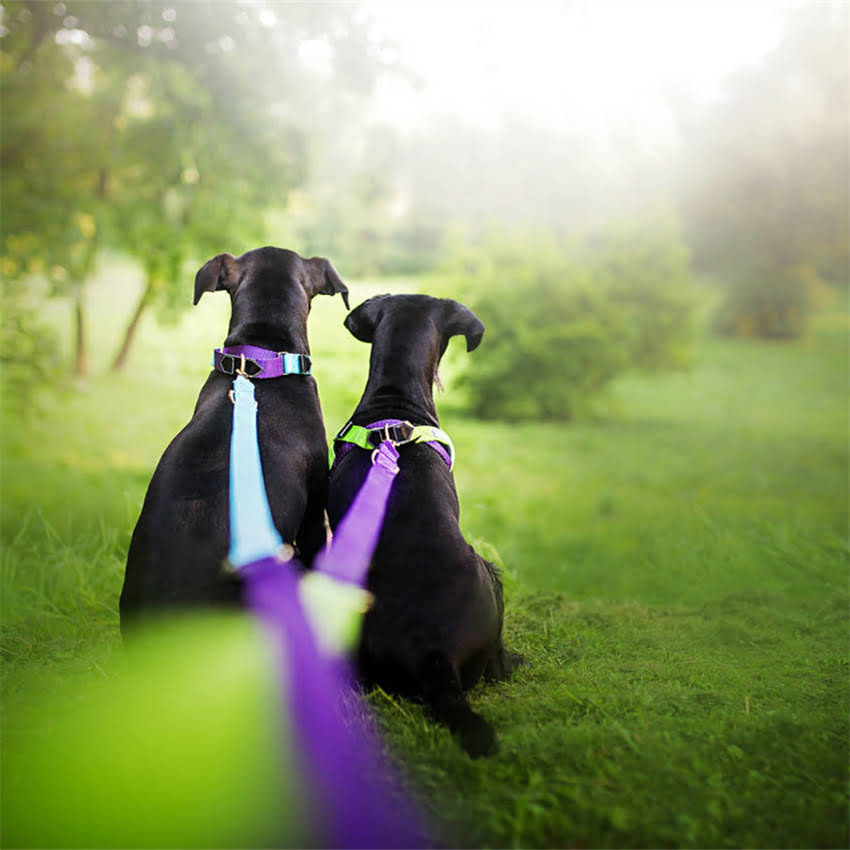 图片 博美犬误食酒精后怎么办？宠物医生详解酒精中毒处理指南2.jpg