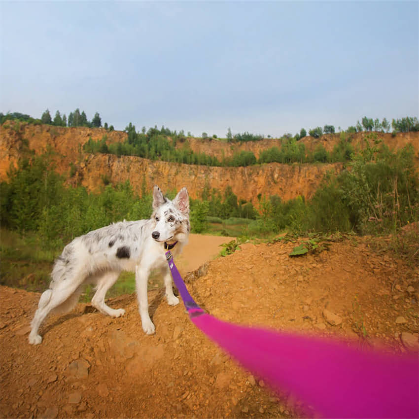图片 博美犬都有哪些实用技能？这5大能力让你惊叹！训练技巧与注意事项全1.jpg