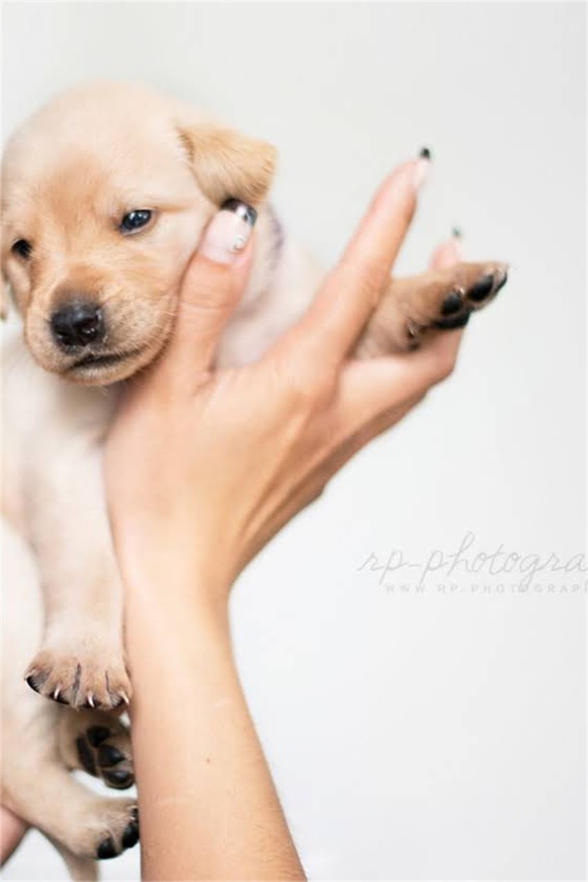 图片 博美犬频繁打喷嚏的7大诱因及科学应对指南（附家庭护理全流程）2.jpg