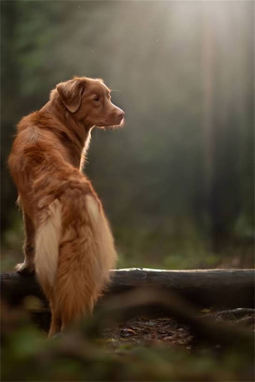 图片 博美犬颜色全：6大毛色品种特点及饲养指南（附图片）.jpg