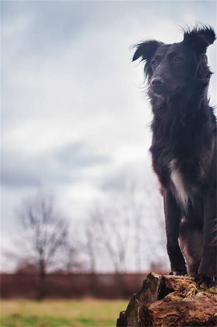 图片 博美犬颜色全：6大毛色品种特点及饲养指南（附图片）1.jpg