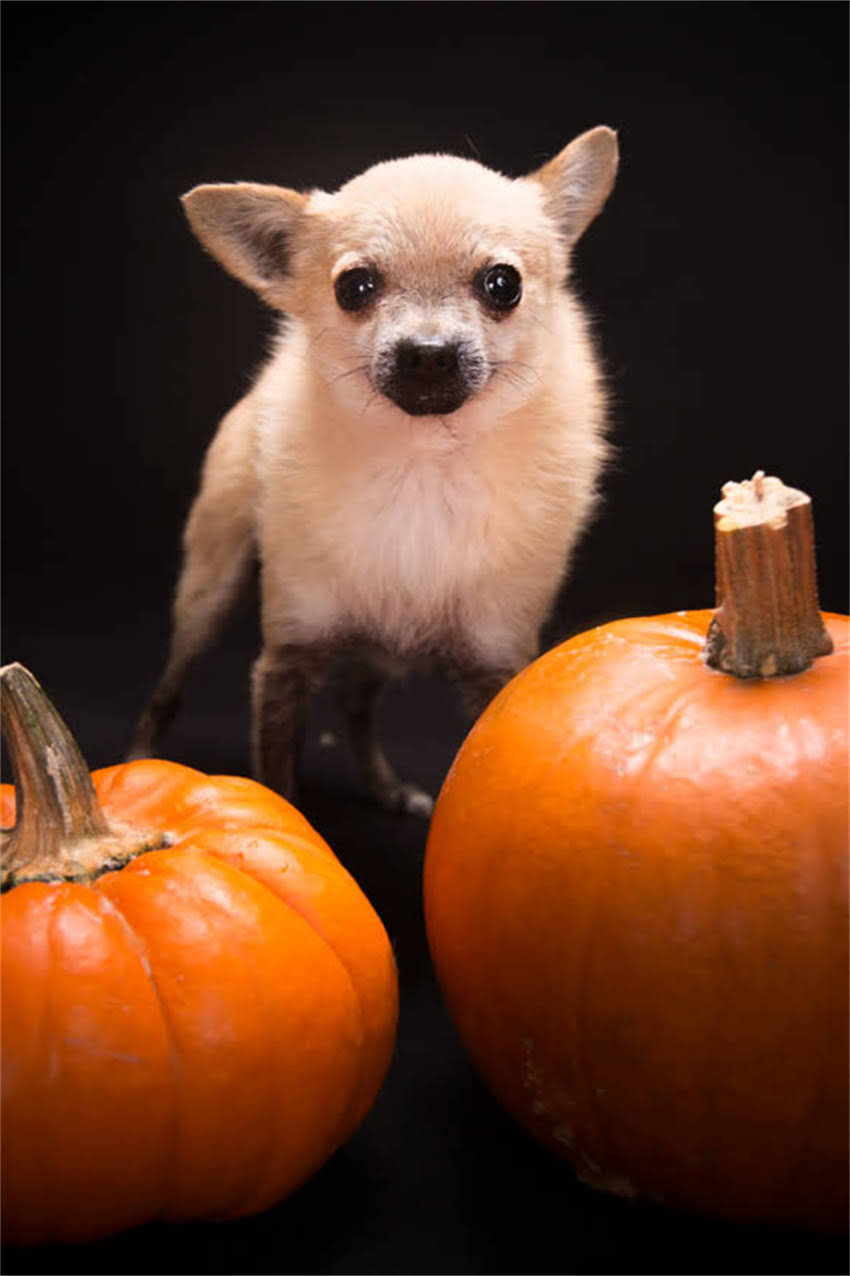 图片 博美犬颜色全：6大毛色品种特点及饲养指南（附图片）2.jpg