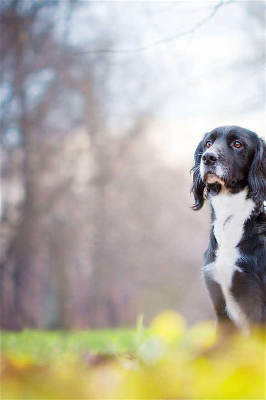 图片 博美犬食欲不振的7大科学改善法：从饮食到健康全面.jpg