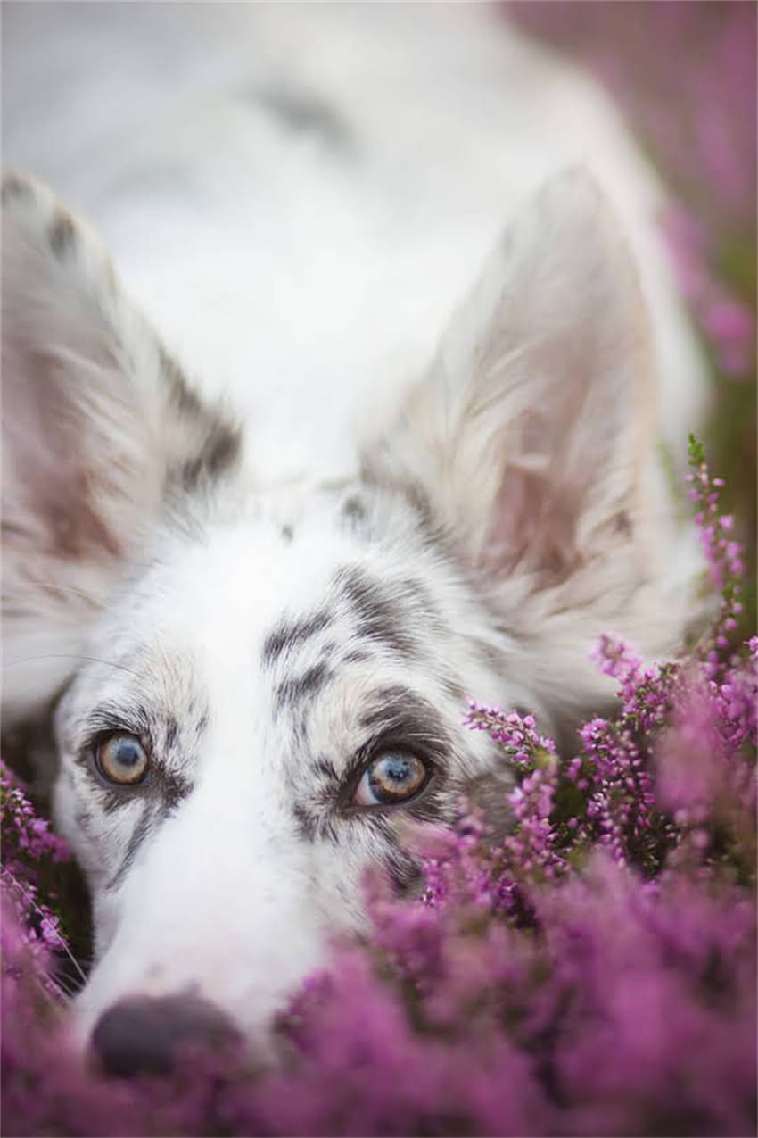 图片 博美犬食欲不振的7大科学改善法：从饮食到健康全面1.jpg