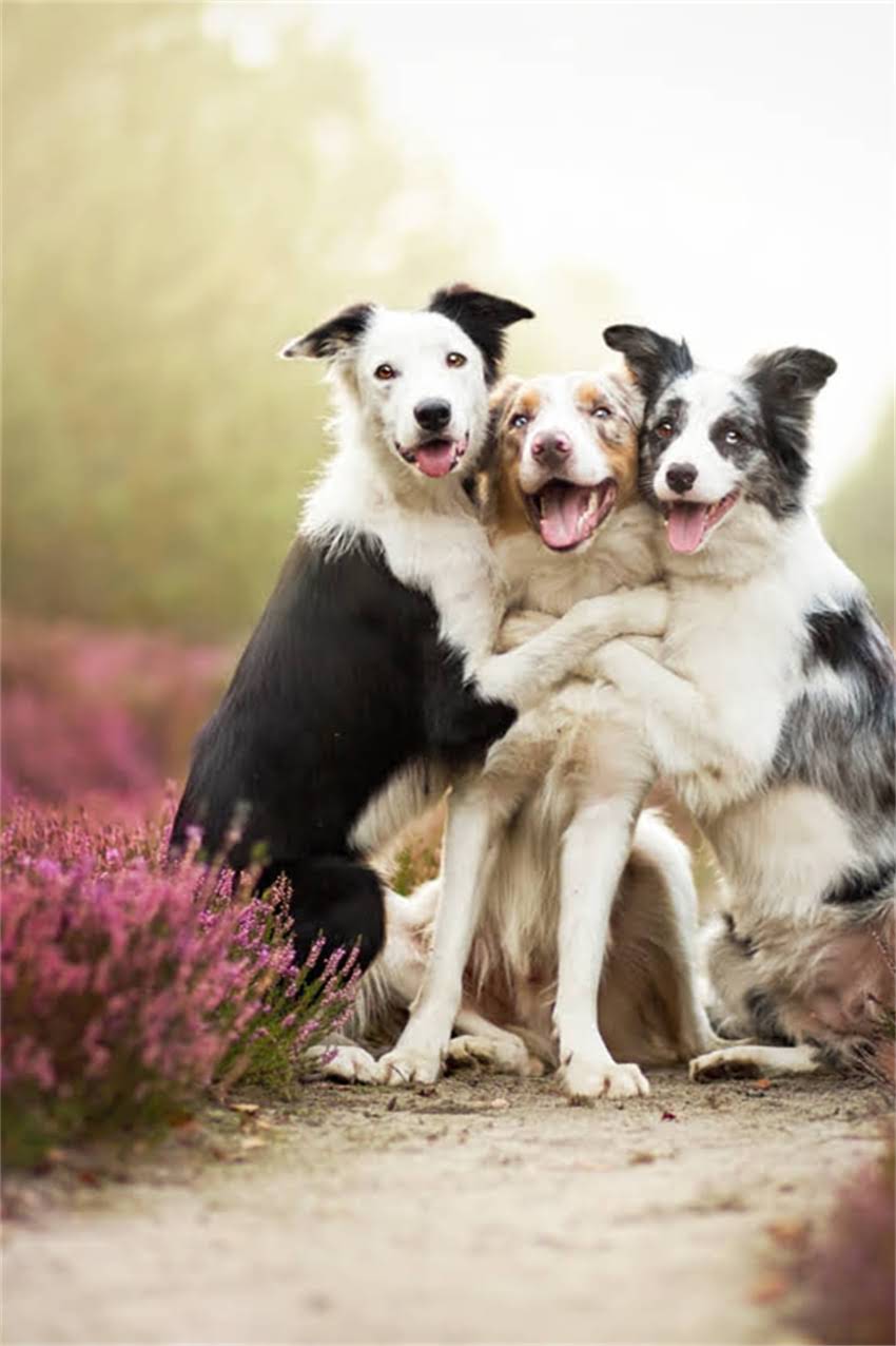 图片 博美犬饮食全攻略：科学喂养的5大原则与常见误区1.jpg