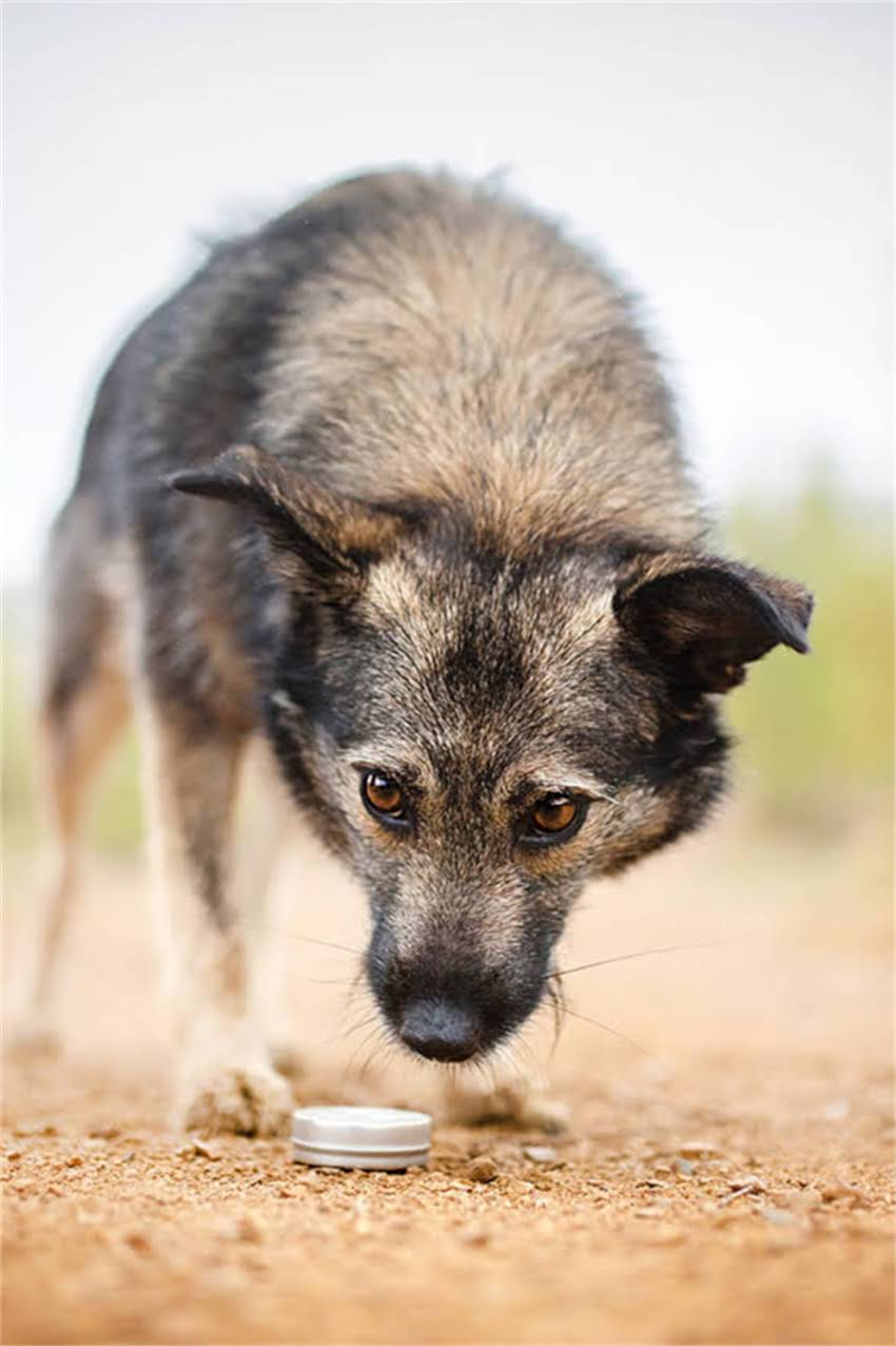 图片 博美犬饮食全攻略：科学喂养的5大原则与常见误区2.jpg
