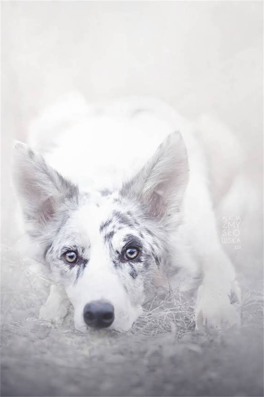 图片 博美犬饮食指南：10种安全食物+5种致命禁忌，附专业喂养方案1.jpg