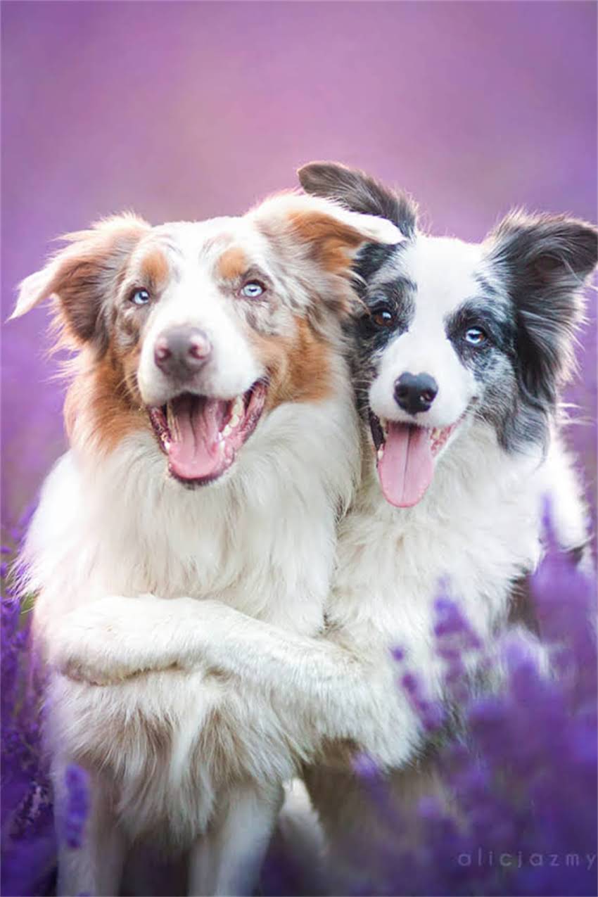 图片 博美犬饮食指南：10种安全食物+5种致命禁忌，附专业喂养方案2.jpg