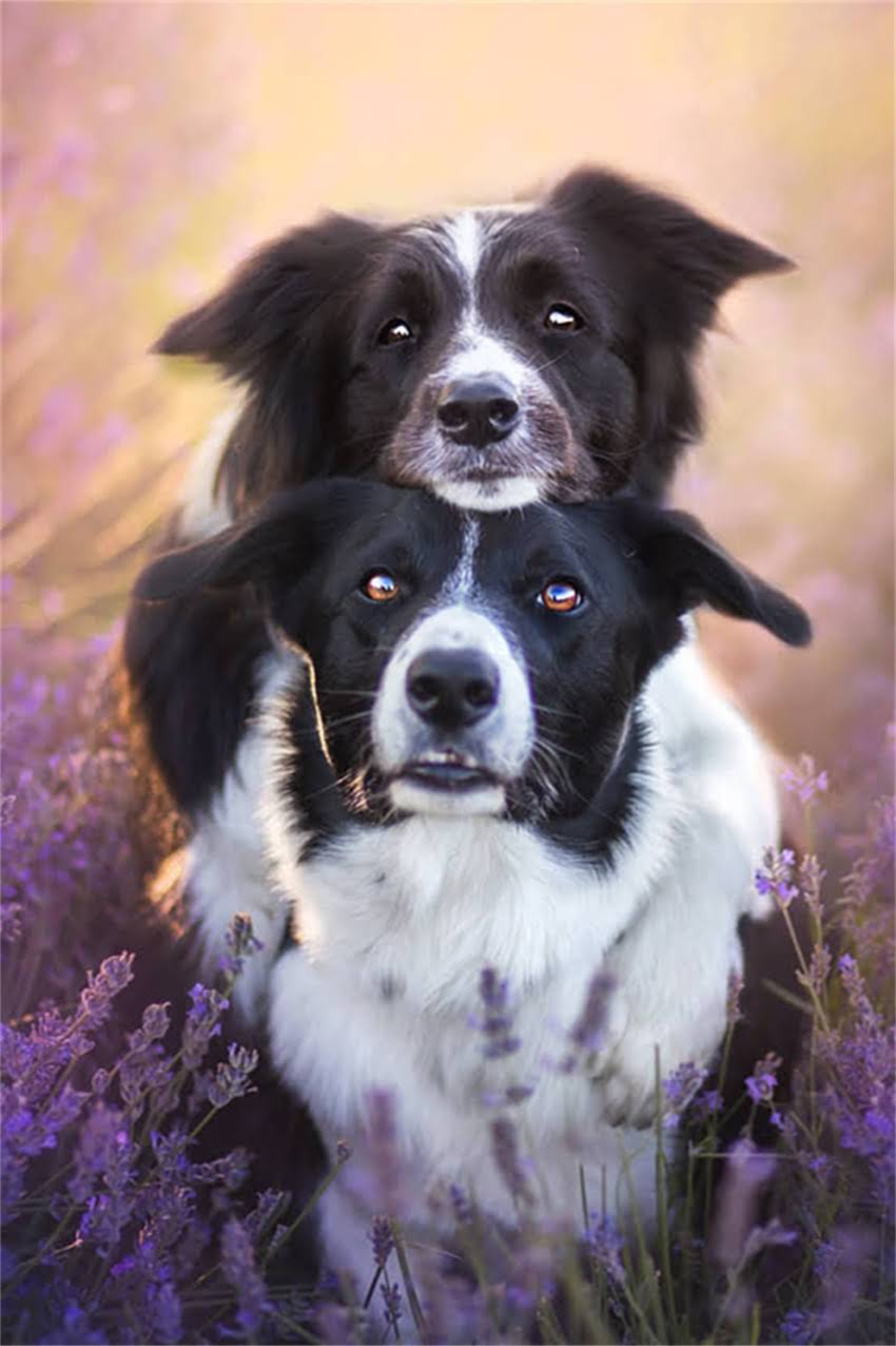 图片 博美犬饲养全攻略：8大注意事项与科学养护指南（附养护清单）.jpg