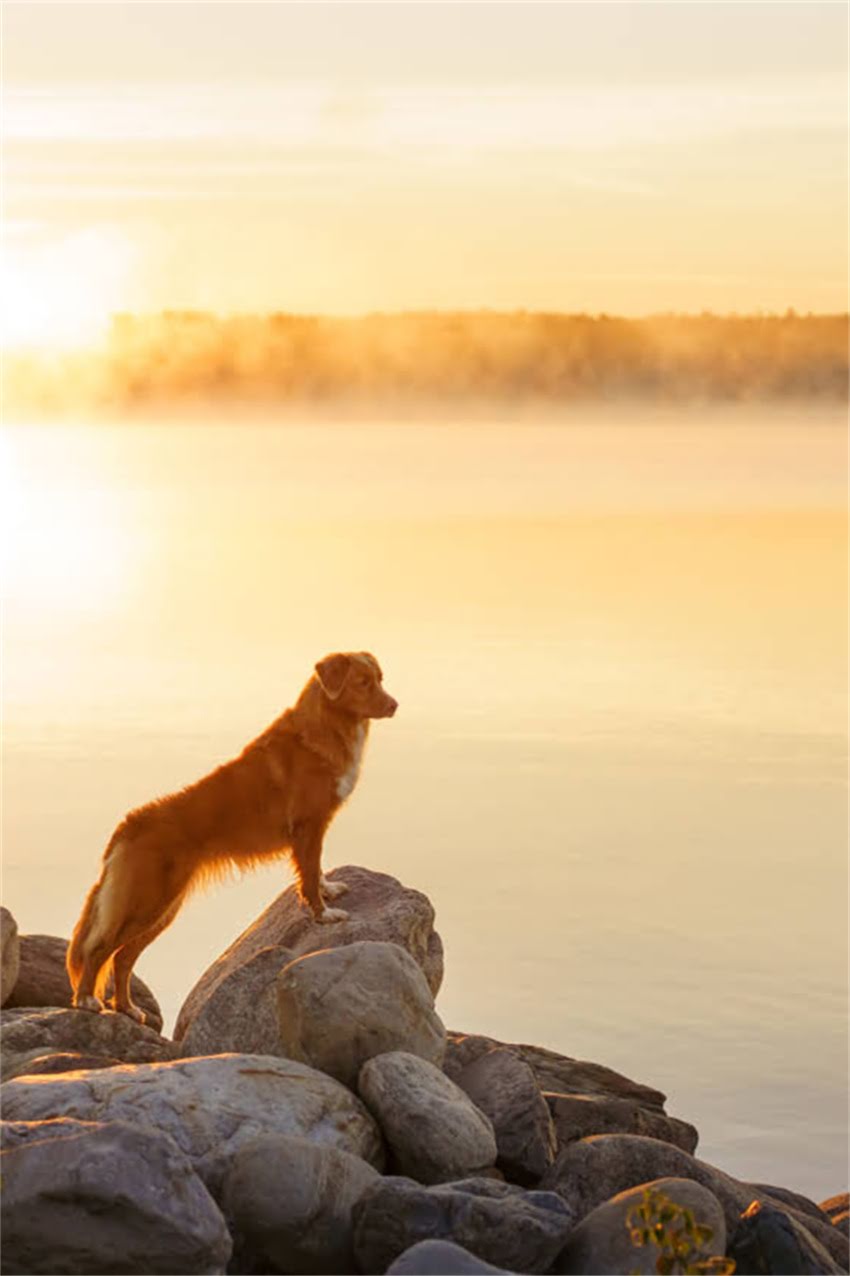 图片 博美犬饲养全攻略：8大注意事项与科学养护指南（附养护清单）1.jpg