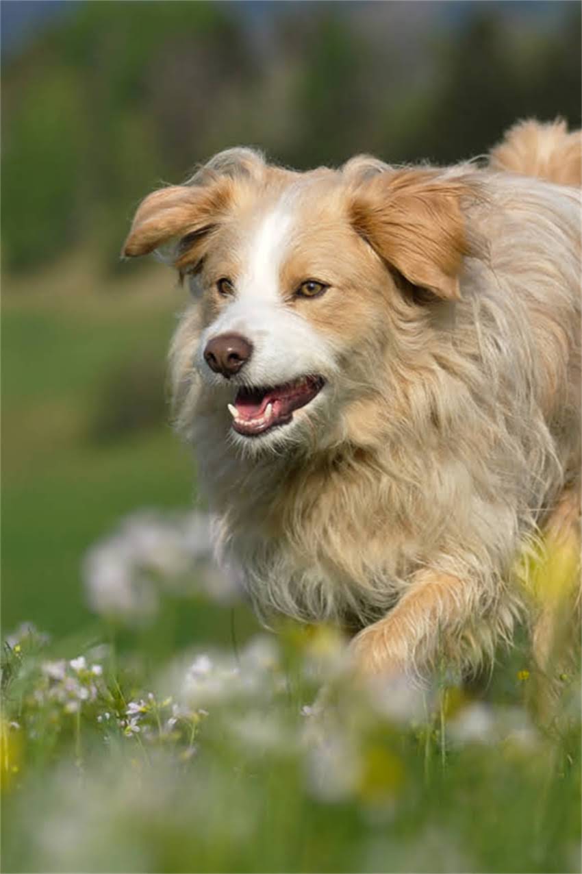 图片 博美犬饲养全攻略：8大注意事项与科学养护指南（附养护清单）2.jpg