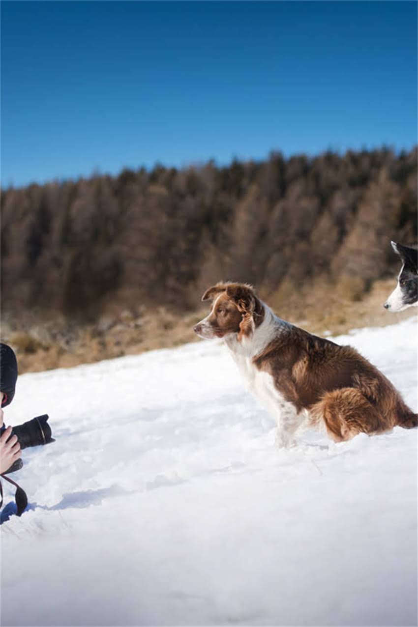 图片 博美犬饲养指南：多大的笼子合适？科学尺寸+选购标准全.jpg