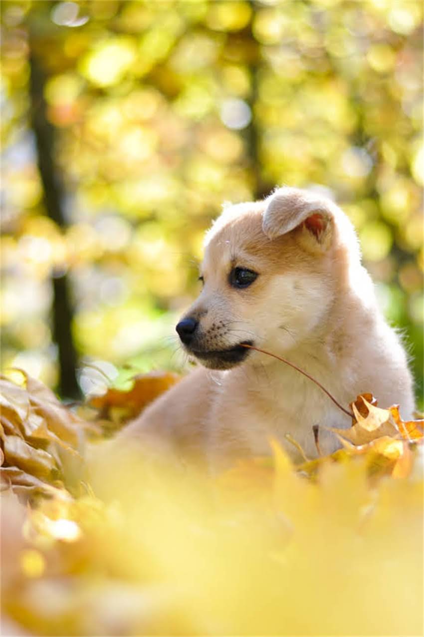 图片 博美犬饲养指南：多大的笼子合适？科学尺寸+选购标准全2.jpg