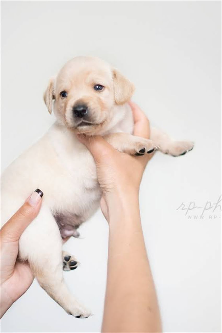 图片 博美犬鼻头黑变自救指南5招让狗狗鼻头白回来！附护理全攻略.jpg