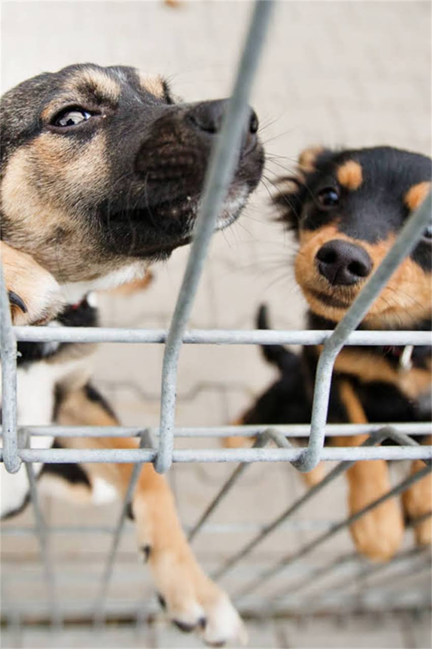 图片 博美蝴蝶串多少钱一只？最新价格表+购买指南（附克重换算）.jpg