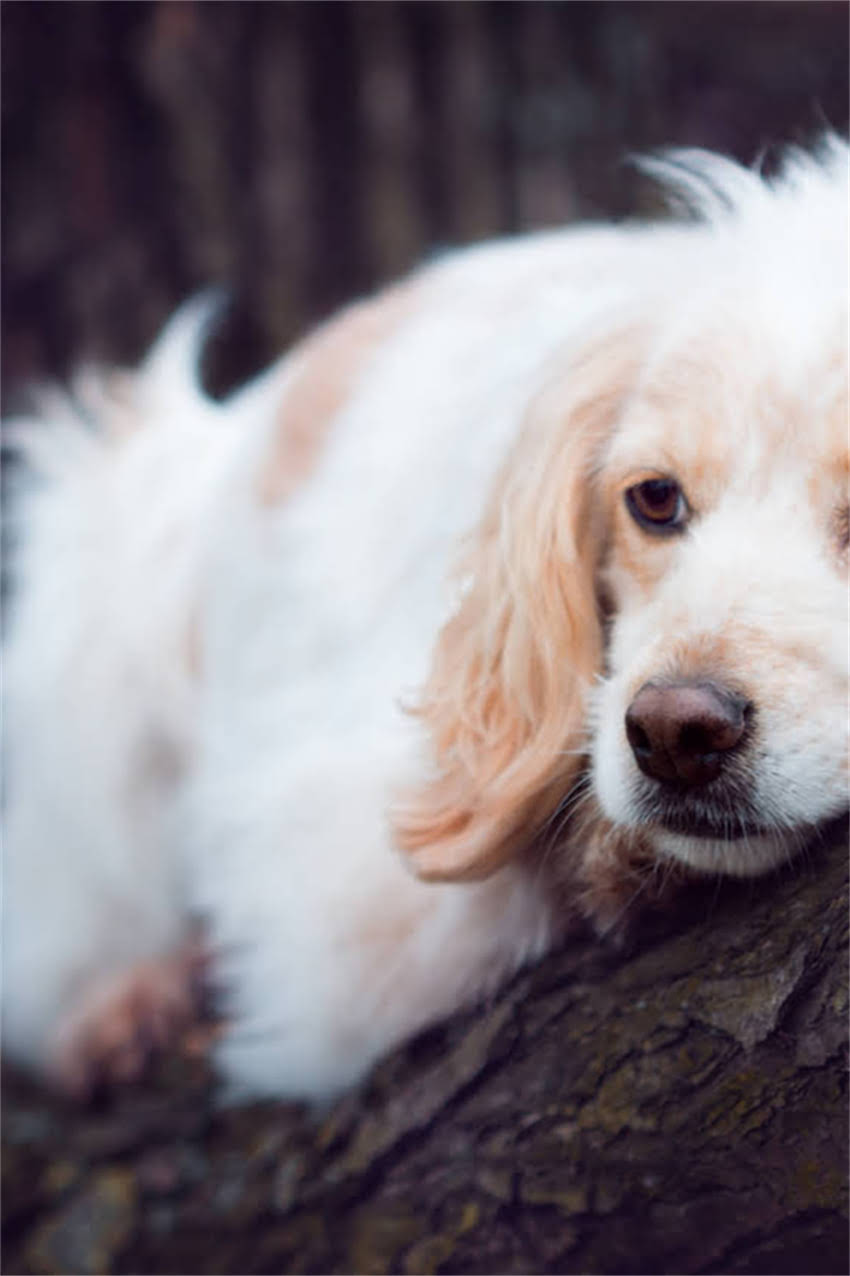 图片 博美蝴蝶串多少钱一只？最新价格表+购买指南（附克重换算）1.jpg