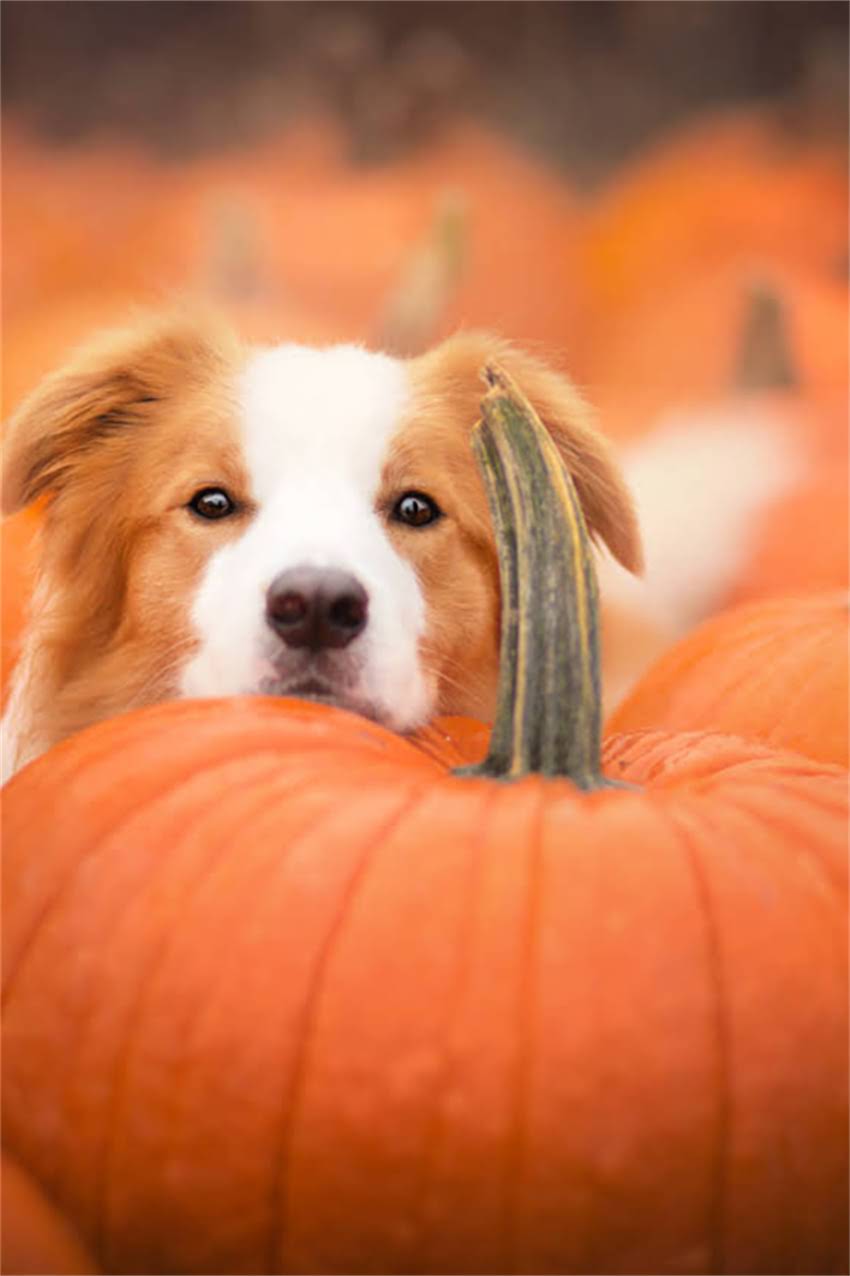 图片 博美银狐混血犬性格：10大鲜明特点与饲养指南1.jpg