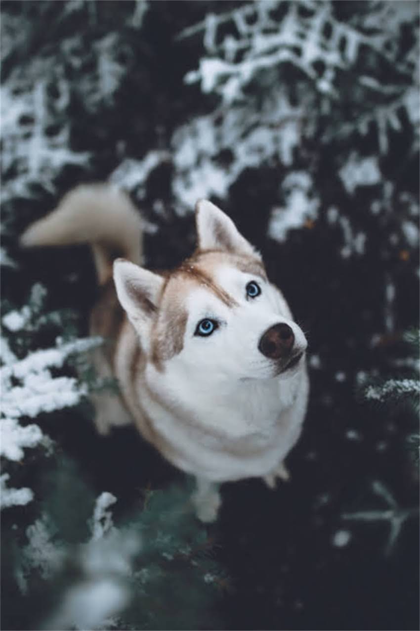 图片 卡斯罗犬VS德国牧羊犬：全面对比与饲养指南.jpg