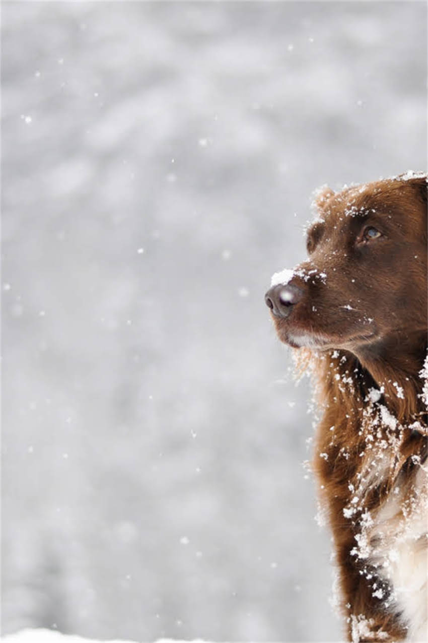 图片 卡斯罗犬VS德国牧羊犬：全面对比与饲养指南1.jpg