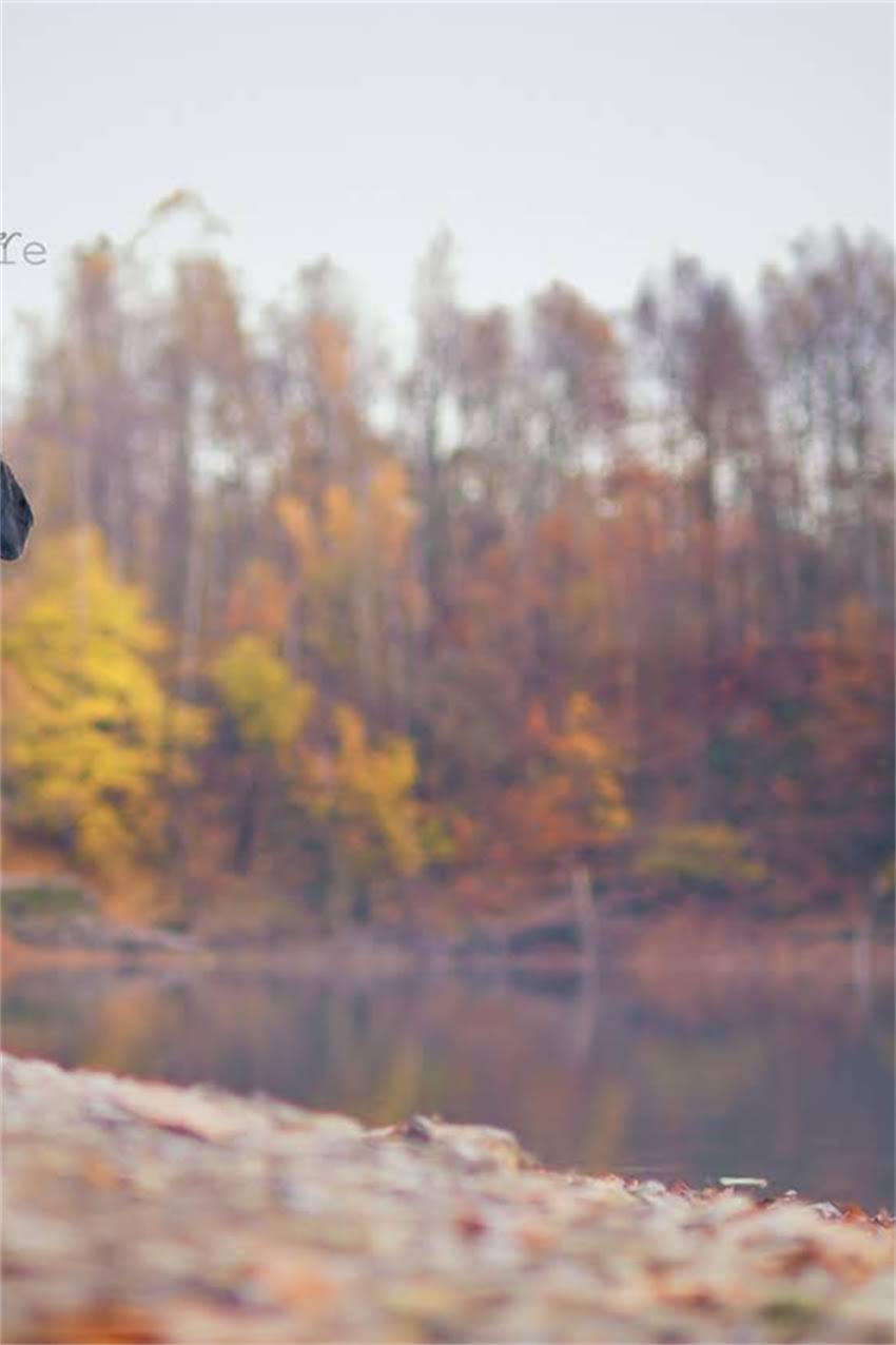 图片 卡比全猫粮油不油？科学测评+成分，附喂食指南与真实用户反馈.jpg