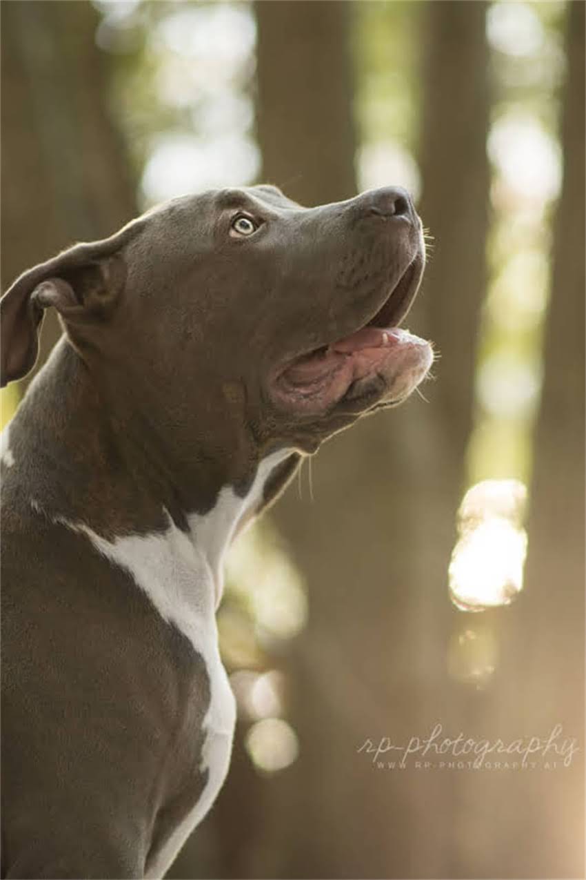 图片 卡比全猫粮油不油？科学测评+成分，附喂食指南与真实用户反馈2.jpg