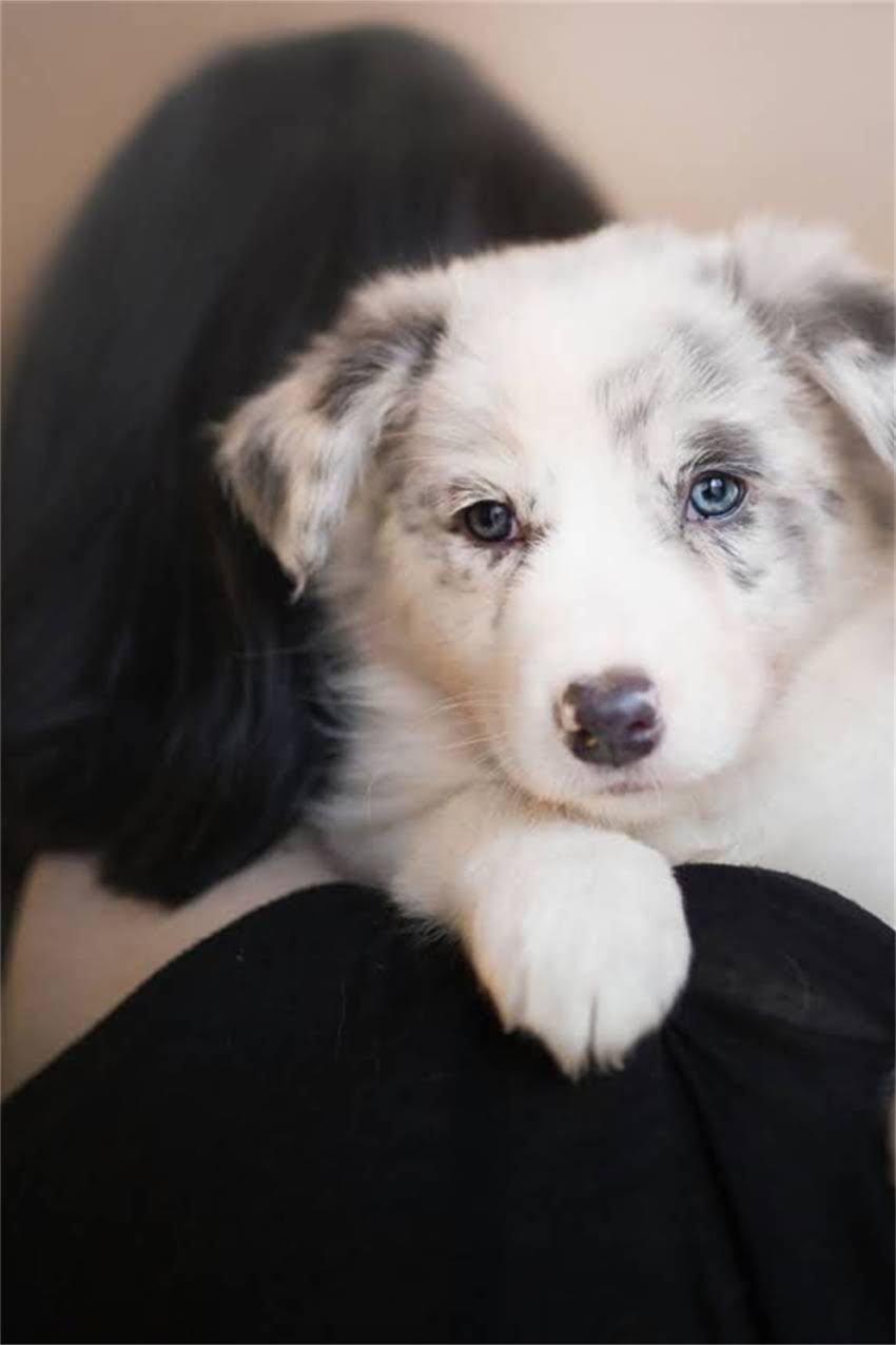 图片 卡比狗粮生产日期查询方法与识别技巧：3步教你正确判断保质期及过期处理指南.jpg