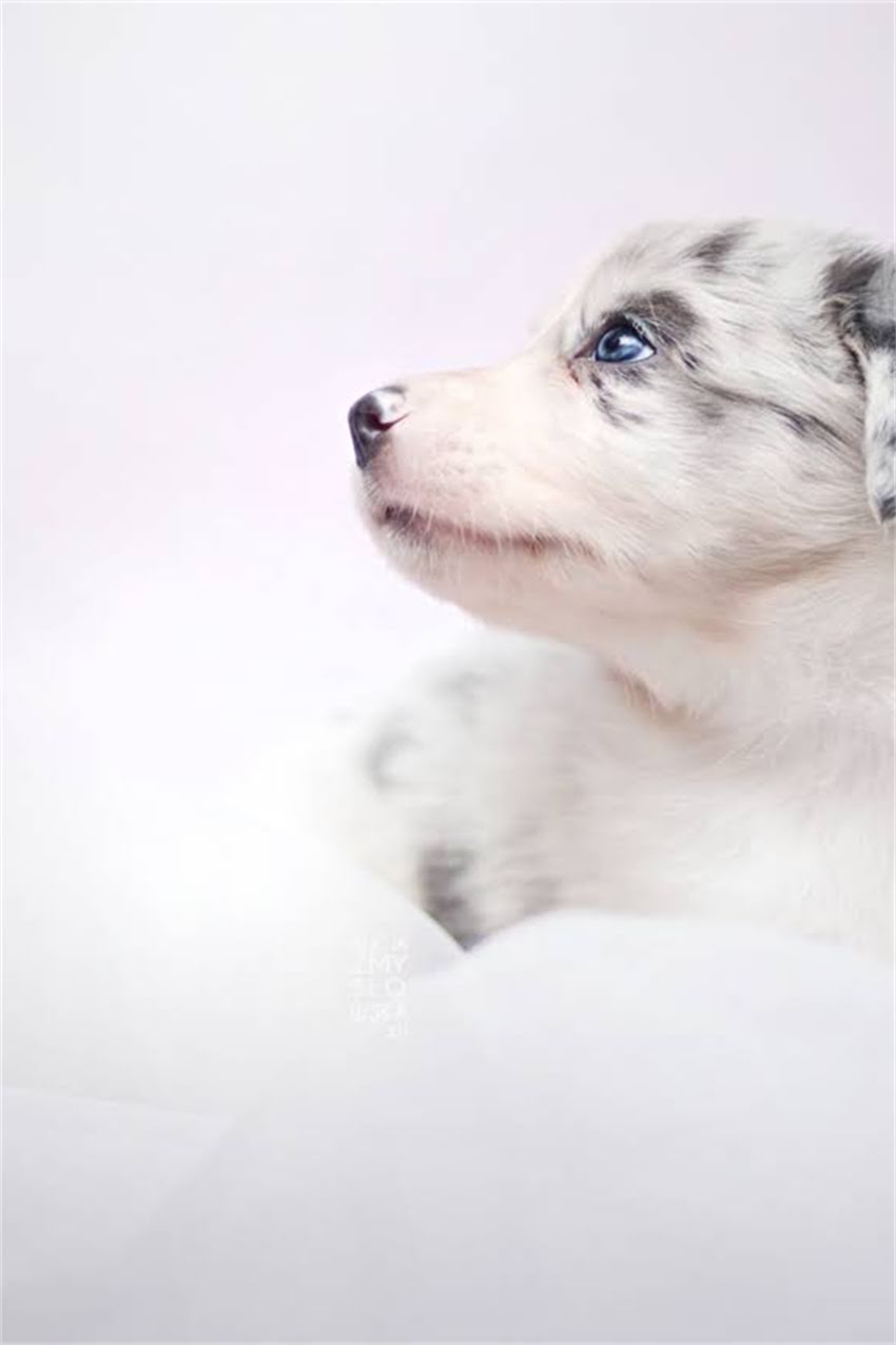 图片 卡比狗粮生产日期查询方法与识别技巧：3步教你正确判断保质期及过期处理指南2.jpg