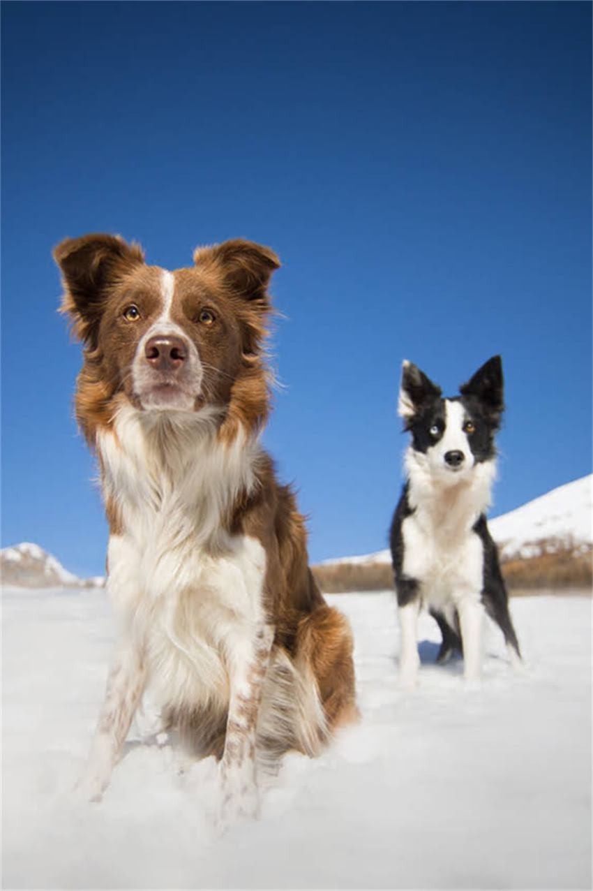 图片 卡迪根柯基陨石色犬种特性与价值1.jpg