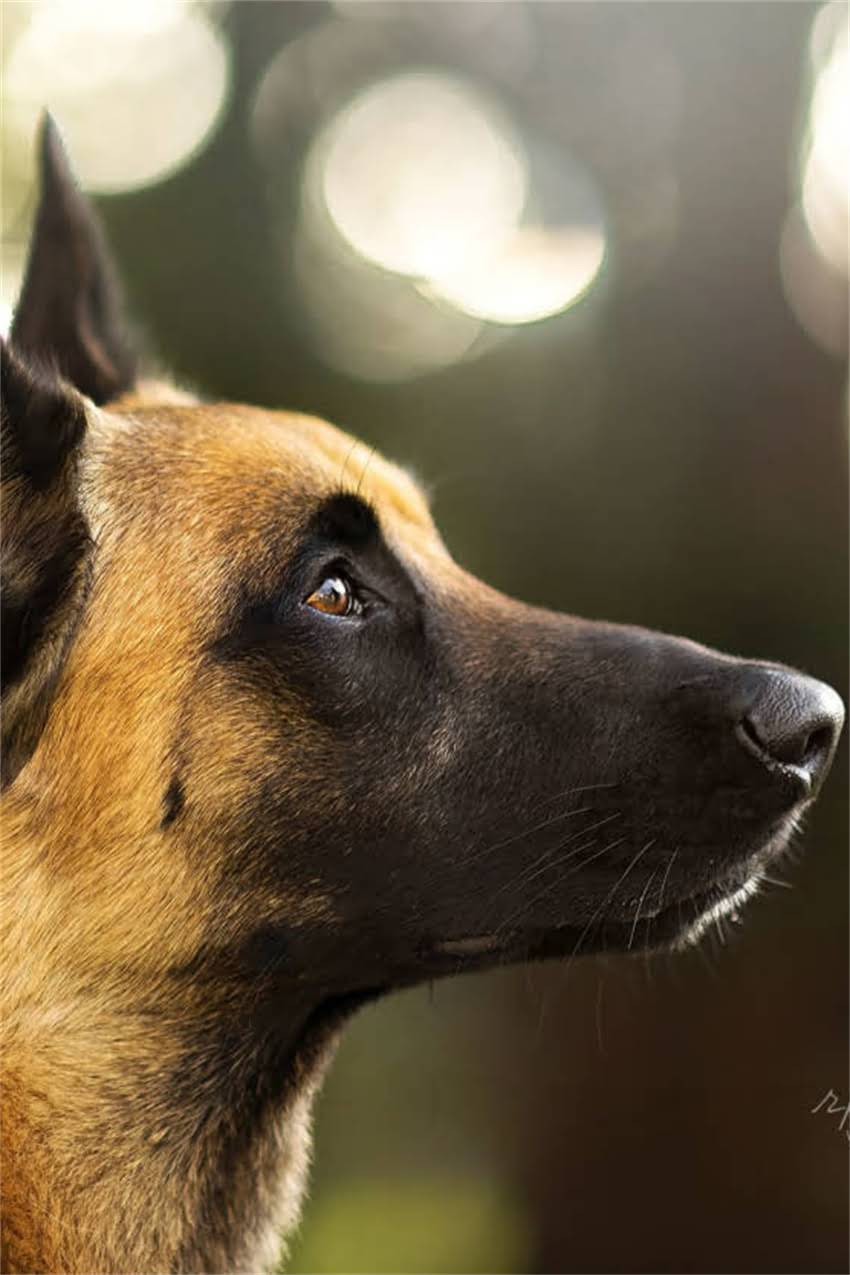 图片 卡通龙猫配色全攻略：新手必知的7个调色技巧与实用工具推荐1.jpg