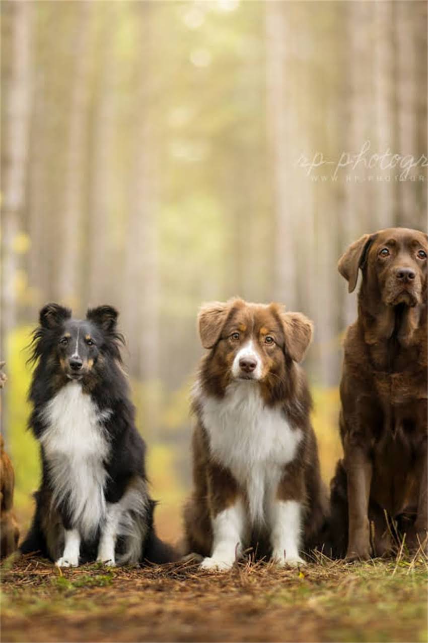 图片 卡通龙猫配色全攻略：新手必知的7个调色技巧与实用工具推荐2.jpg