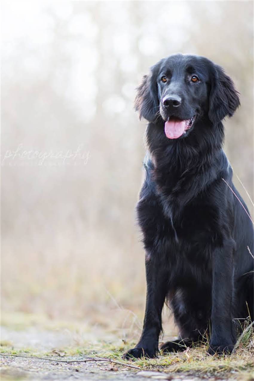 图片 双血统贵宾犬多少钱一只？价格区间+选购全攻略（附血统证书与饲养成本）.jpg