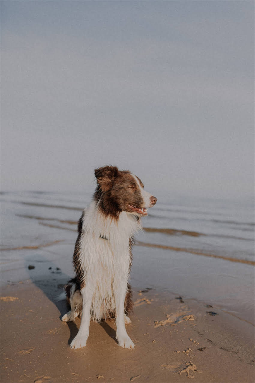 图片 双血统贵宾犬多少钱一只？价格区间+选购全攻略（附血统证书与饲养成本）1.jpg