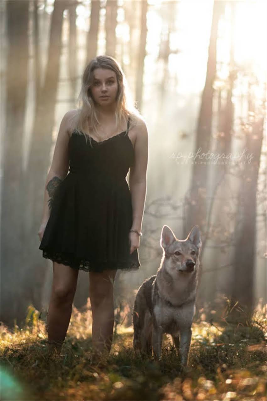 图片 双血统贵宾犬多少钱一只？价格区间+选购全攻略（附血统证书与饲养成本）2.jpg