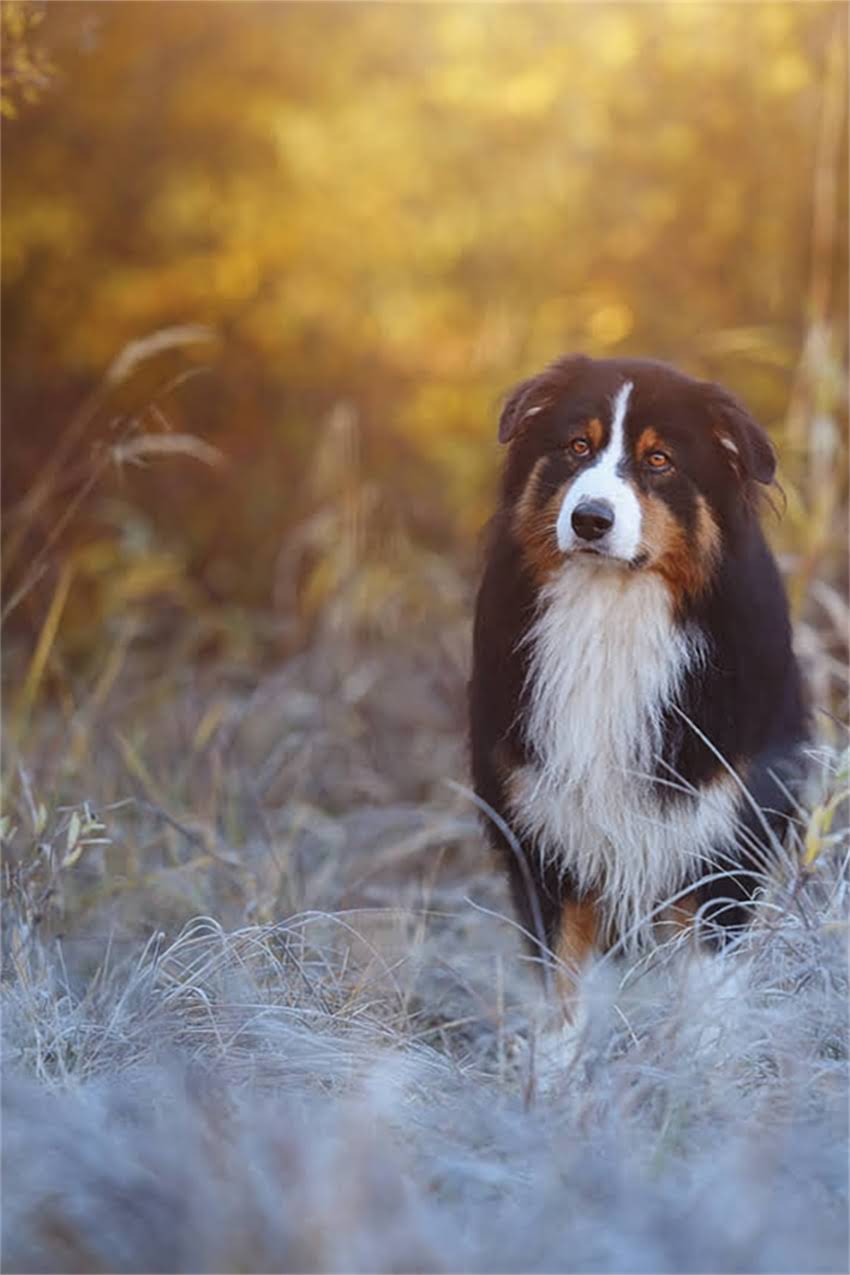 图片 双血统边境牧羊犬全：血统认证、优势与选购指南2.jpg