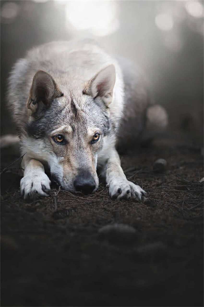 图片 古代猫咪的名字密码：从诗经到唐宋的猫名演变与背后的文化寓意（附120个经典名例）.jpg